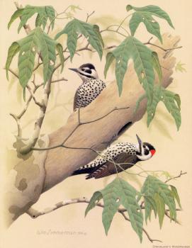 威廉 齊默曼 Strickland Woodpecker